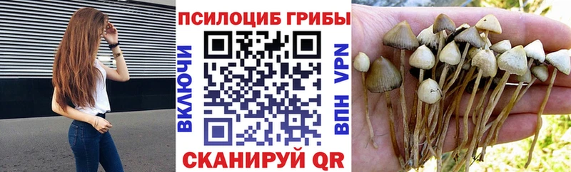 купить   Обнинск  Псилоцибиновые грибы мицелий 